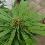 Grand Daddy x Bruce Banner Regular cannabis plant with lush green leaves and visible trichomes, captured in an outdoor grow setting