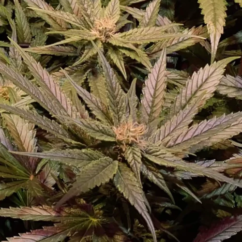 How to Grow Jungle Breath Weed Strain