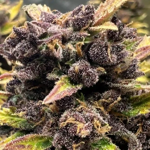 How to Grow Mimosa Cake Auto Strain