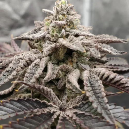 How to Grow Zwonka Strain