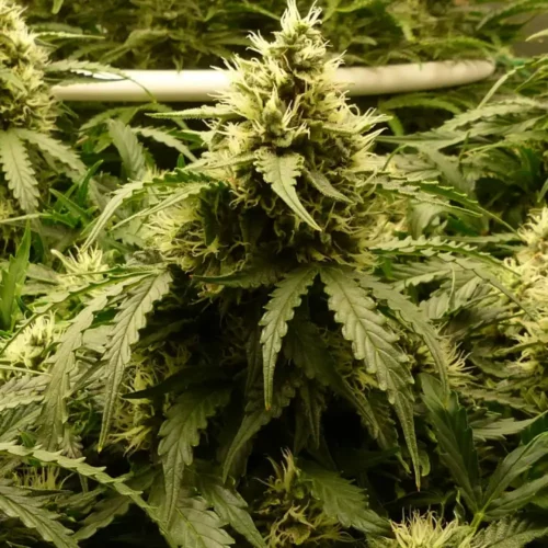 How to Grow Triple XL Autoflower