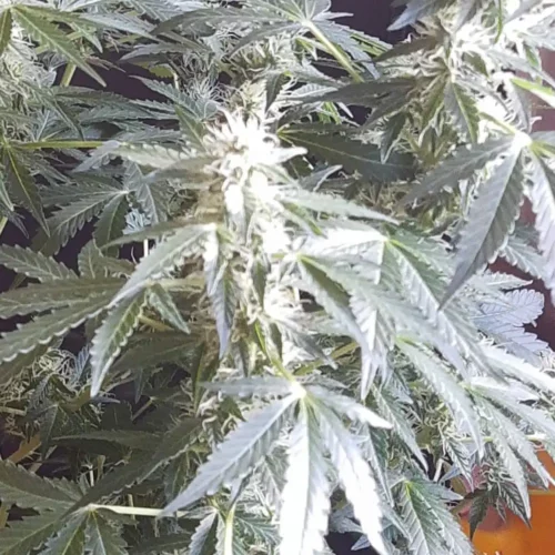 How to Grow Cream Candy Autoflowering Strain
