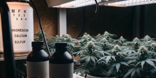 Best Fertilizer Mix for Budding Cannabis: Boost Your Yields
