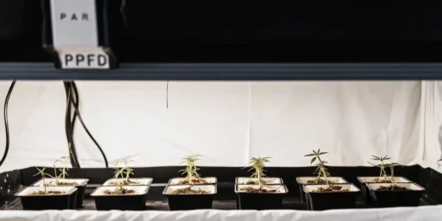 PPFD for Clones: Achieving Optimal Light for Healthier Growth