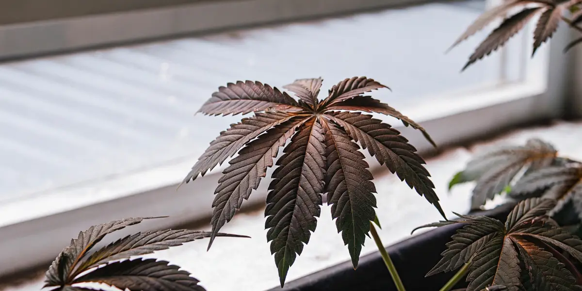 Cannabis leaf with dark purple pigmentation under indoor LED grow lights near a window.