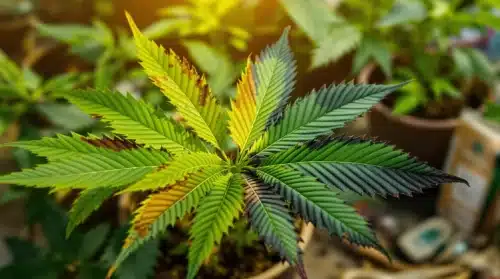 Why Cannabis Leaves Might Change Color