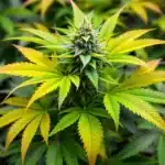 Cannabis plant showing yellowing leaves, a symptom of overwatering.