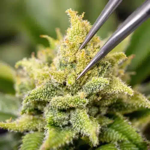 Cannabis Pollen Bank: Preserving Genetics for the Future