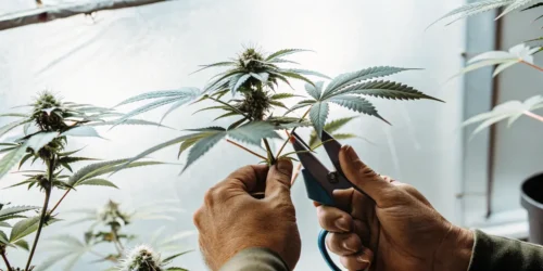 Should You Defoliate Autoflowers?