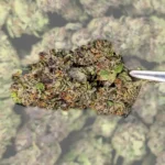 Cement Shoes THCA Flower close-up showing dense, frosty buds with purple accents.