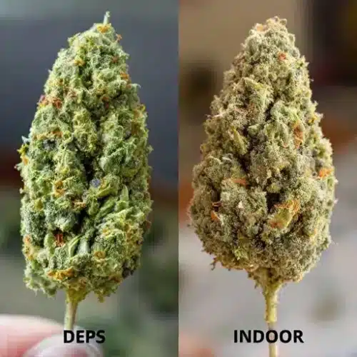 Deps vs Indoor Weed: What You Need to Know