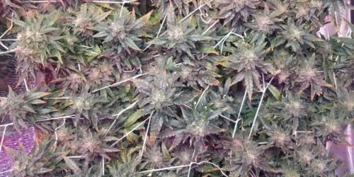 How to Grow 5 Alive Weed Strain