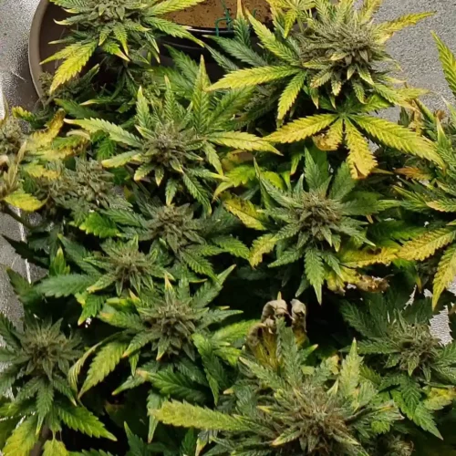 How to Grow Great White Shark Weed
