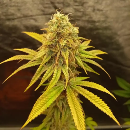 How to Grow Lava Cake Weed Strain