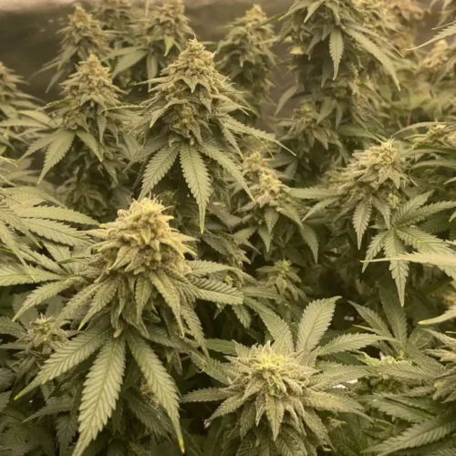 How to Grow MK Ultra Weed Strain
