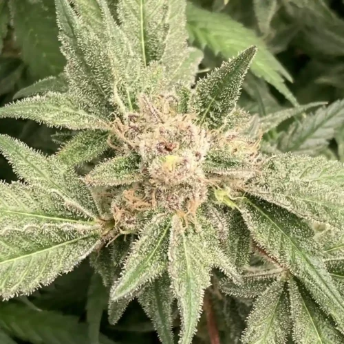 How to Grow Mac And Cheese Weed Strain