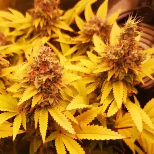 How to Grow OG Glue Strain