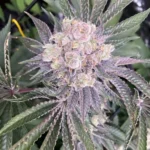 Close-up of Peyote Cookies cannabis plant with frosty, trichome-rich buds, purple-tinted sugar leaves, and orange pistils