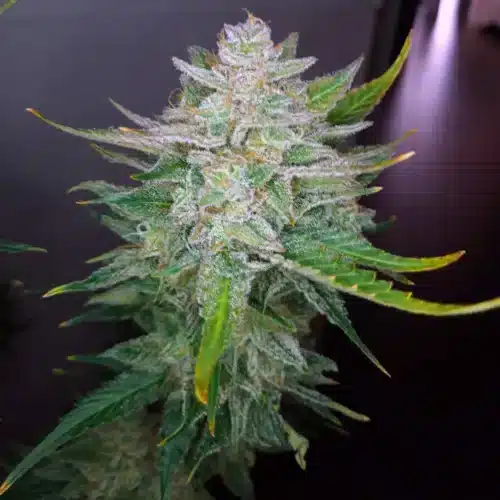 How to Grow Skunk x Blueberry Fast Version Strain