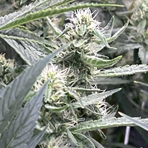 How to Grow Skywalker OG Weed Strain