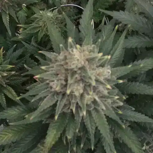 How to Grow Sweet Black Rose Regular Strain