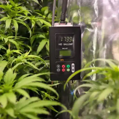 HID Lamp Ballast: The Key to Better Cannabis Yields