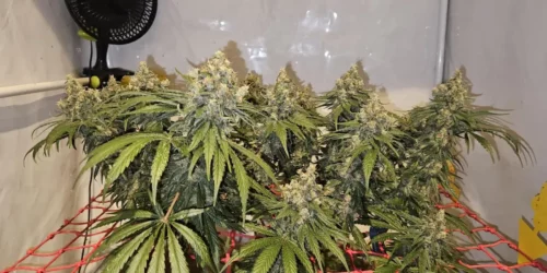How to Grow 2046 FV Strain