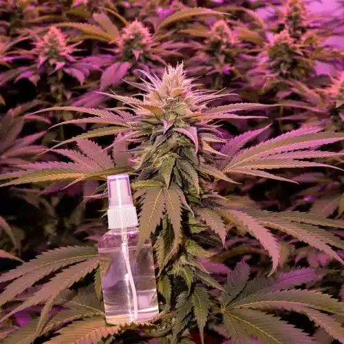 Hydrogen Peroxide for Powdery Mildew During Flowering: Safe Solutions