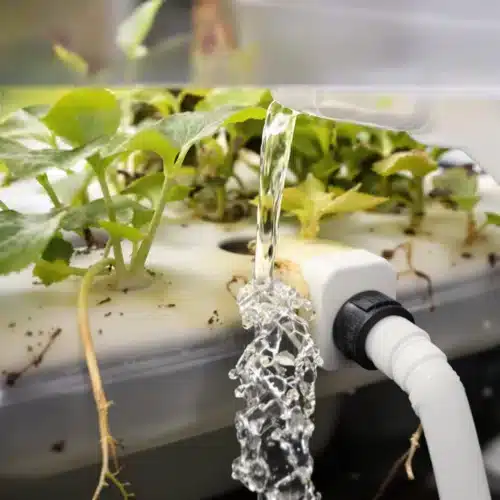 How Hydroponics Systems Work: Visual Guide and Essentials