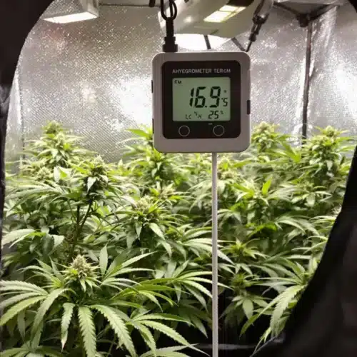 Ideal Temp and Humidity for Autoflowers