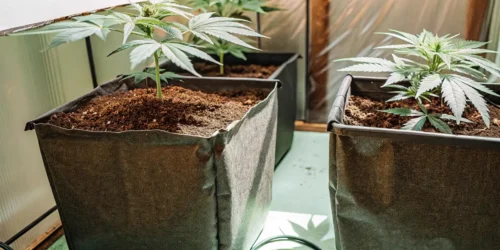 Autoflower Super Soil: Optimal Growing Medium for Cannabis