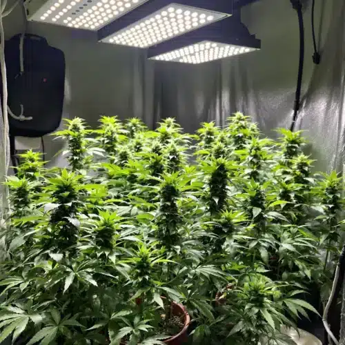 Is THCA Legal in Florida?