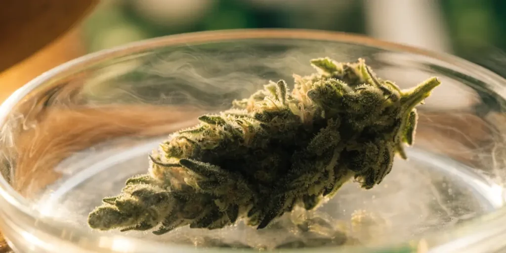 Cannabis Bud Resting on a Glass Surface