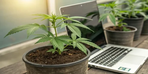 Marijuana Clones Online: Are They Legit?
