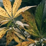 Cannabis Leaf Yellowing and Brown Spots