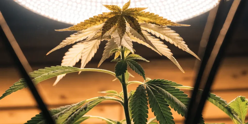 Cannabis Leaves Yellowing Under LED Grow Light