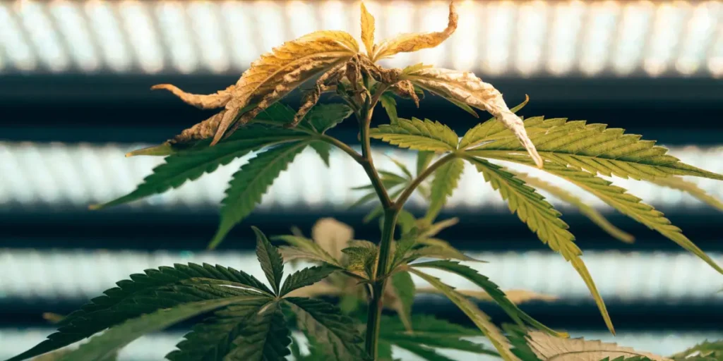Cannabis Plant with Yellowing Leaves Under Grow Lights
