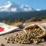 cannnabis seeds growing outdoor in canada