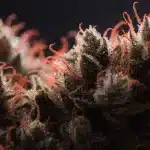 Dark Purple Cannabis Buds with Orange Pistils