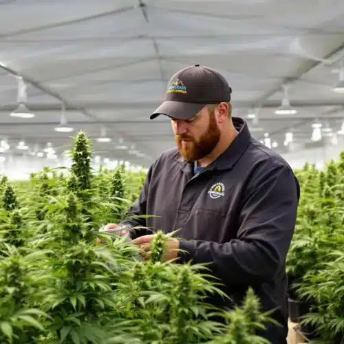 How to Save a Pre Roll: Maximize Freshness and Flavor