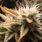 Macro Close-Up of a Female Cannabis Flower