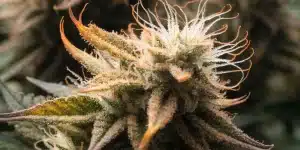 Macro Close-Up of a Female Cannabis Flower