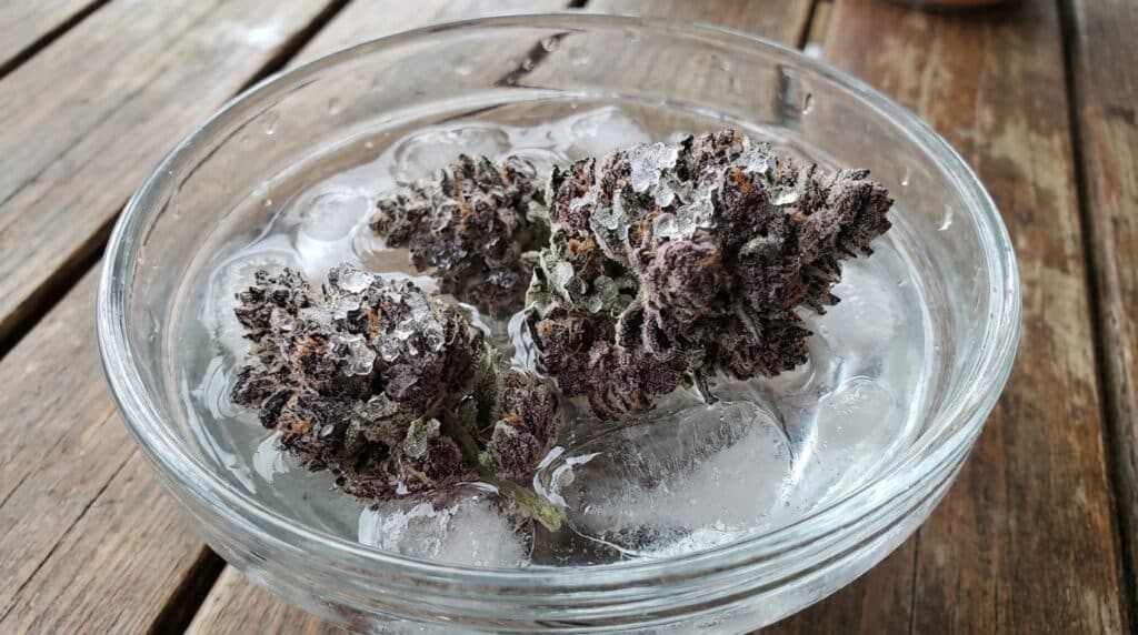 Ice water purple cannabis buds with dense trichomes resting on ice cubes during cold treatment process.