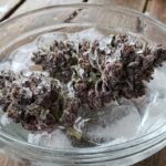 Ice water purple cannabis buds with dense trichomes resting on ice cubes during cold treatment process.