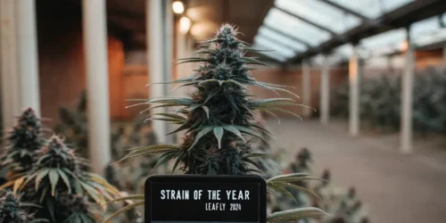 Super Boof: Leafly’s Strain of the Year 2024