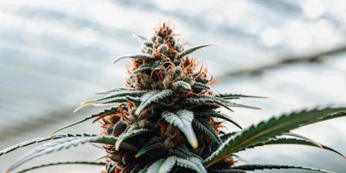 Weed with Crystals: The Appeal and Power of Frosty Cannabis