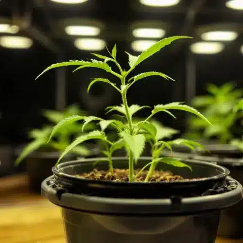 Why 3 Inch Seed Starting Pots Are Perfect for Cannabis Cultivation