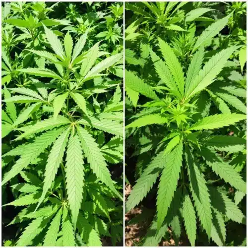 Is a 5-Leaves Weed Plant Normal? A Guide for Growers