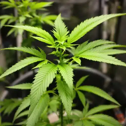 Mastering the 6 Leaf Stage: Essential Tips for Cannabis Growth