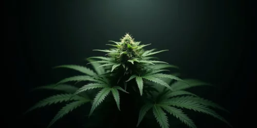 7 Days of Darkness Before Harvest
